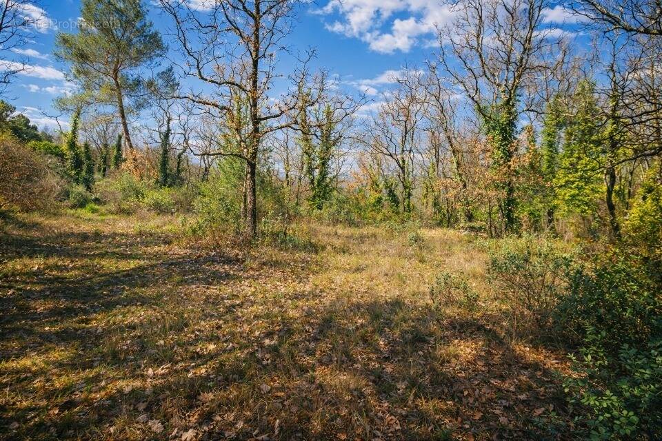 Terrain 4350 m² à Saint-Cezaire-Sur-Siagne  - photo 1