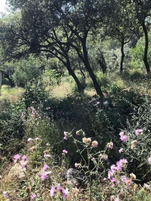 Photo 9 - Terrain à LA VALETTE-DU-VAR