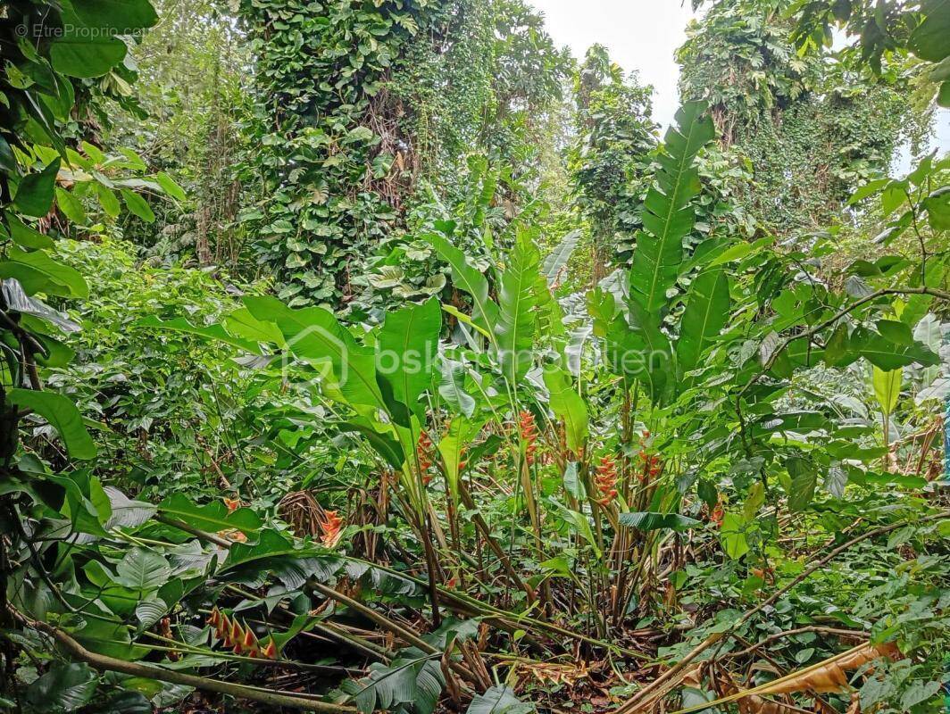 Terrain à BASSE-TERRE