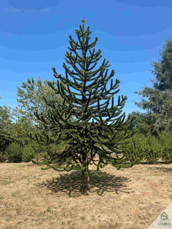 Maison à SAINT-AMANS-DES-COTS