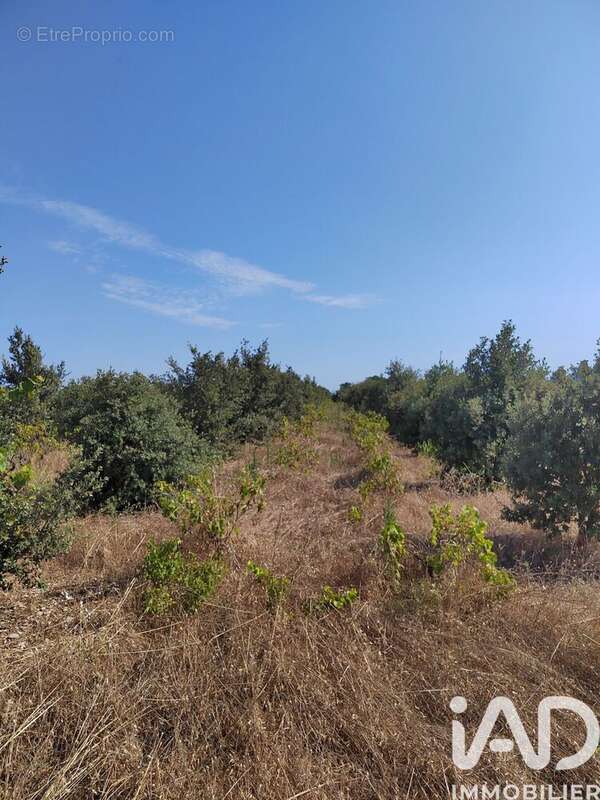 Photo 3 - Terrain à SAINTE-CECILE-LES-VIGNES
