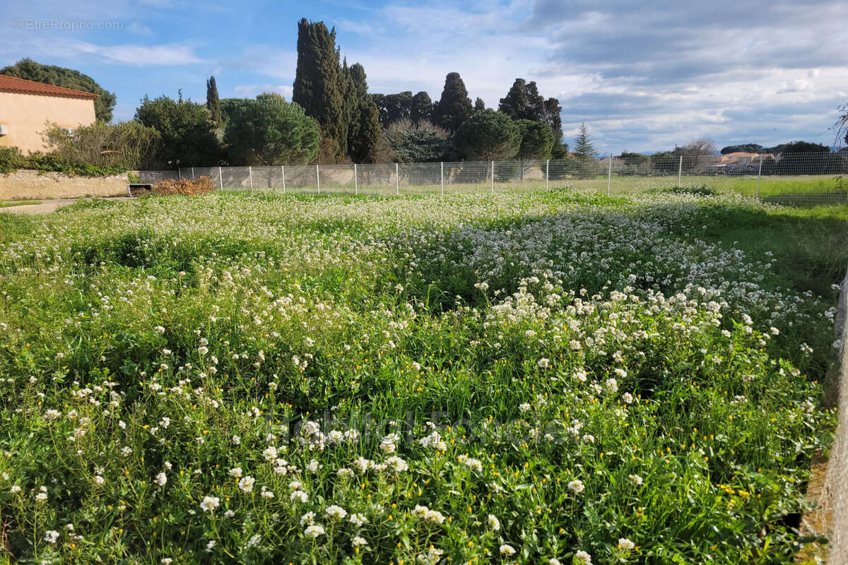 Terrain à SAINT-LAURENT-DE-LA-SALANQUE