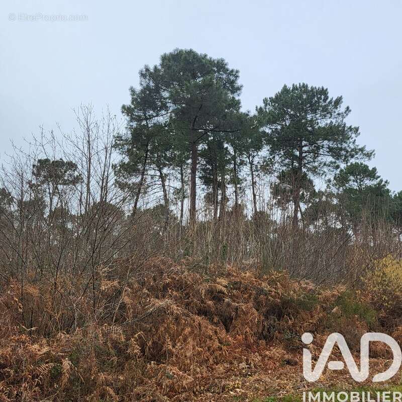 Photo 4 - Terrain à BAZAS