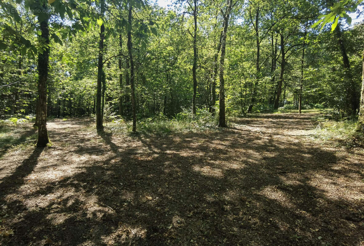 Bois pétanque - Commerce à JUMILHAC-LE-GRAND