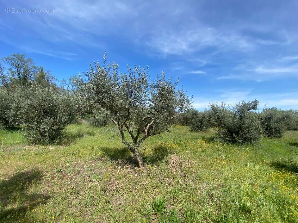 Terrain à SAINTE-TULLE