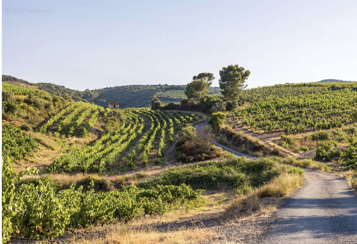Terrain à SAINT-ANDRE-DE-SANGONIS