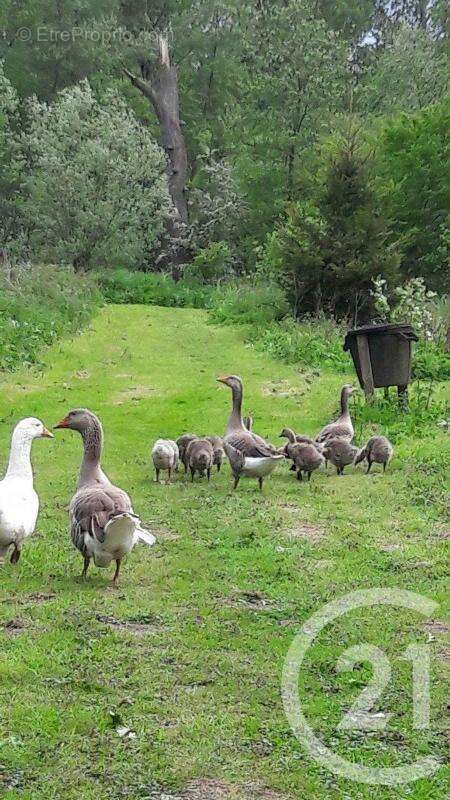 Terrain à NEUVILLE-SOUS-MONTREUIL