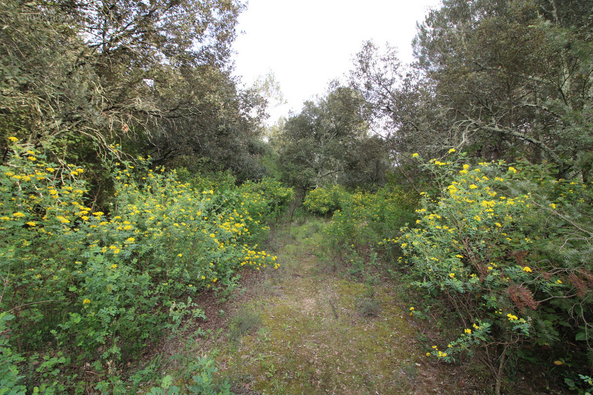 Terrain à SAUMANE