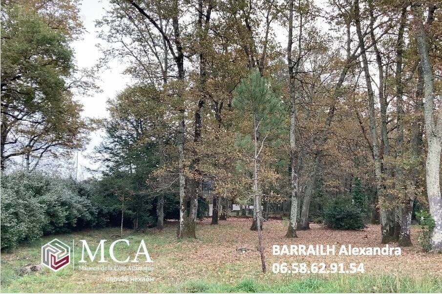 Terrain à LE TAILLAN-MEDOC