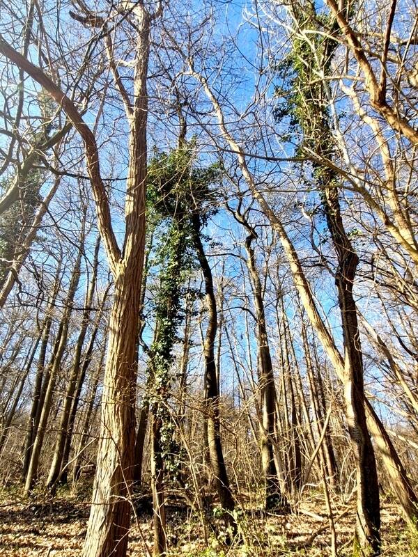 Terrain à RONQUEROLLES