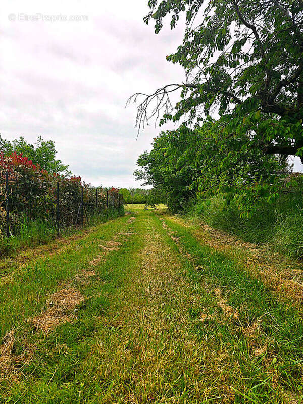 Terrain à MONTAUBAN