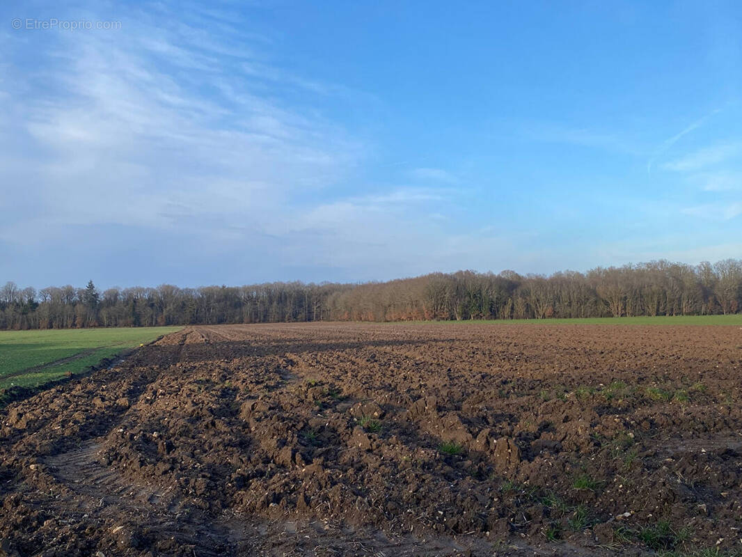 Terrain à CHAMPIGNY-LA-FUTELAYE