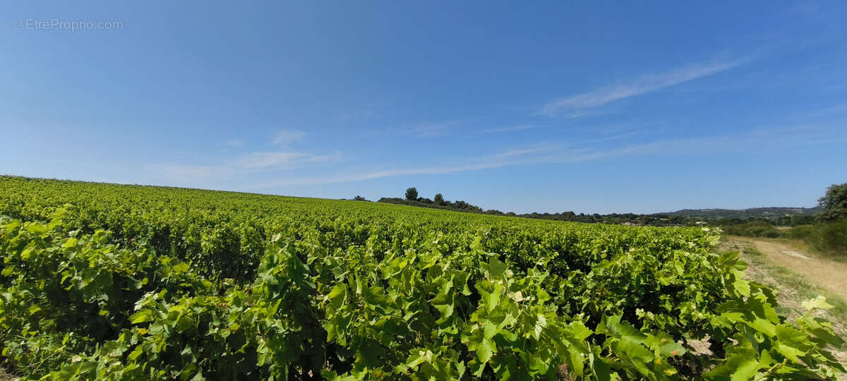 Maison et domaine viticole sur 57 hectares - vignes en aop - photo 13