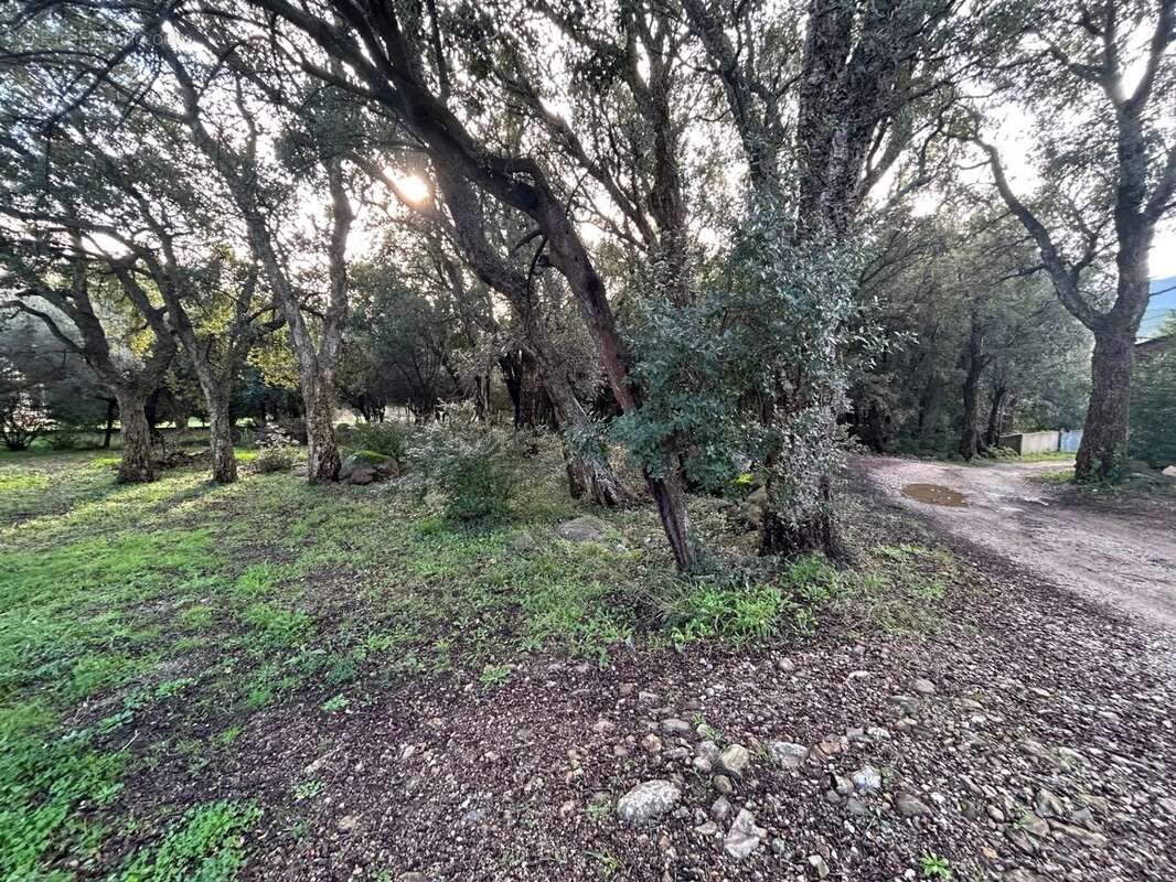 Terrain à PIETRACORBARA