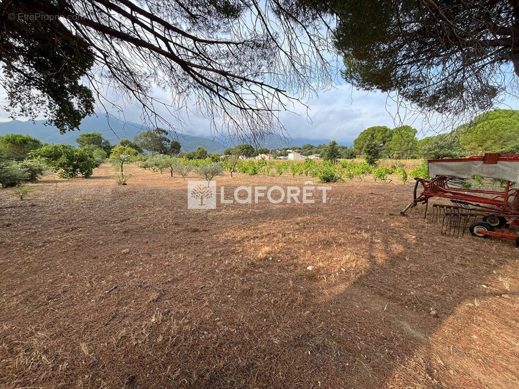 Terrain à LAROQUE-DES-ALBERES