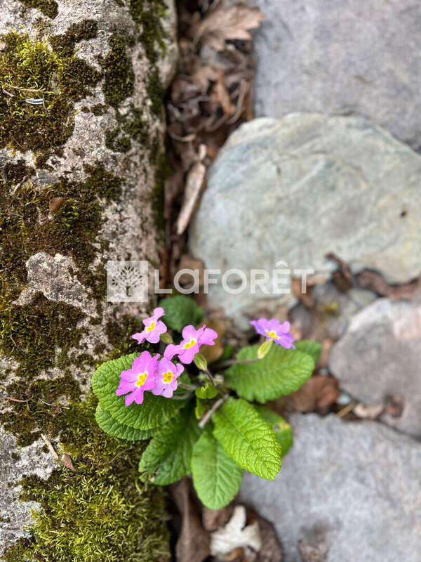 Maison à SAINT-CHRISTOPHE-VALLON