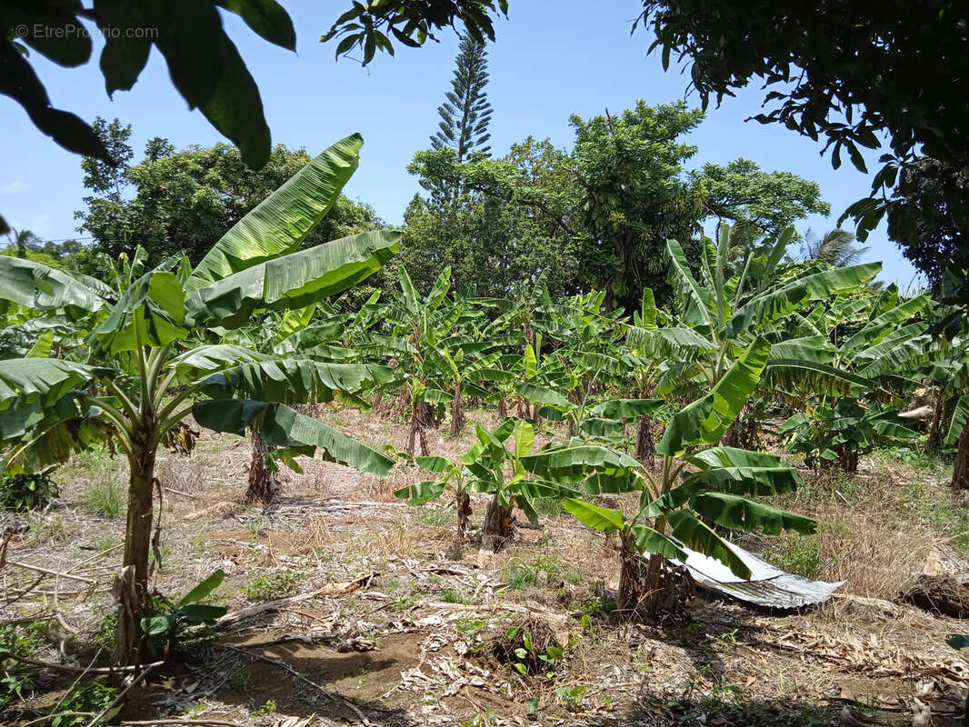 Terrain à CAPESTERRE-BELLE-EAU