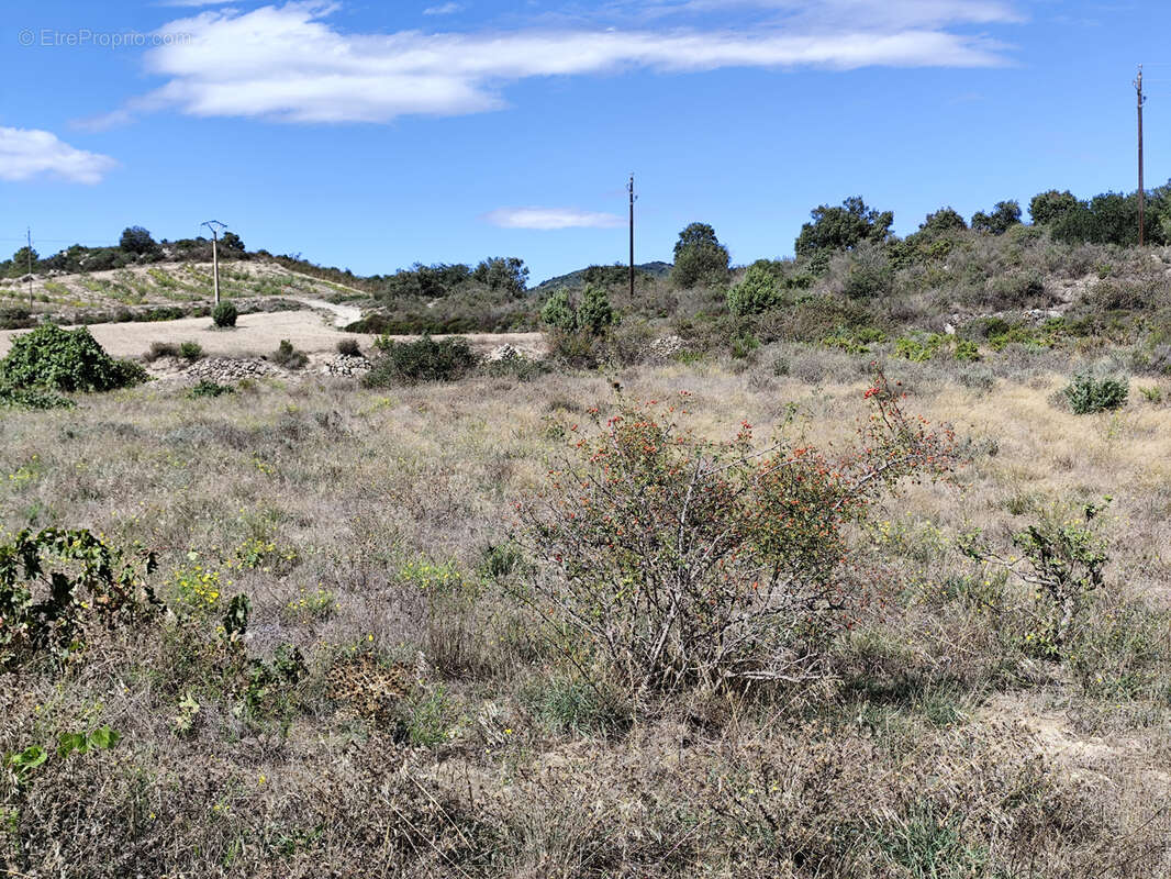 Terrain à MONTALBA-LE-CHATEAU