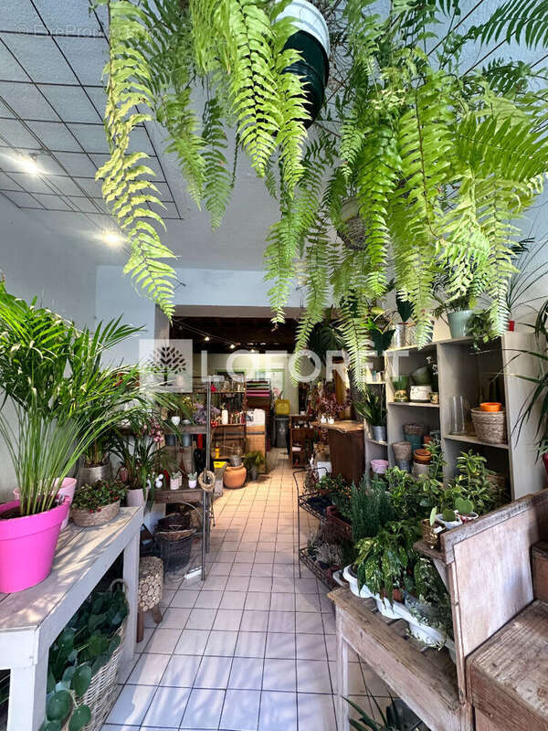 Commerce à COLLIOURE