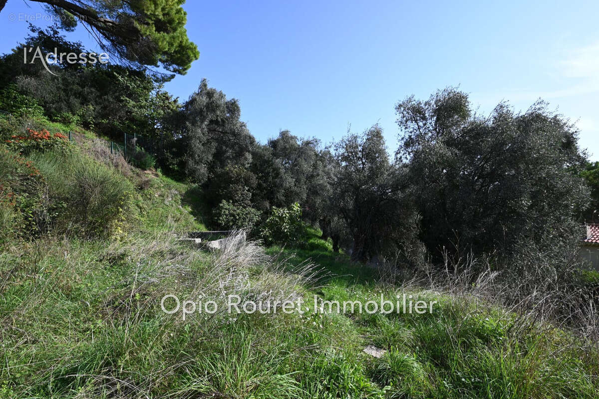 Terrain 1550 m² à Grasse  - photo 7