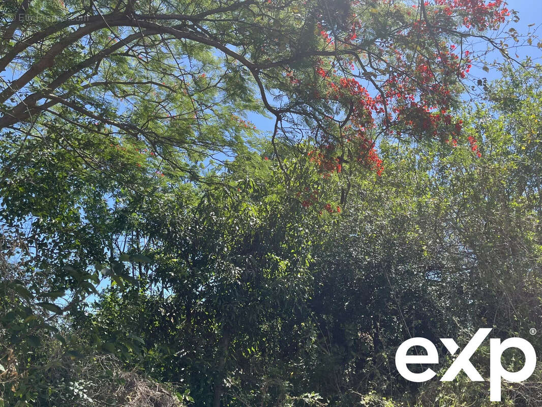 Terrain à SAINT-PIERRE