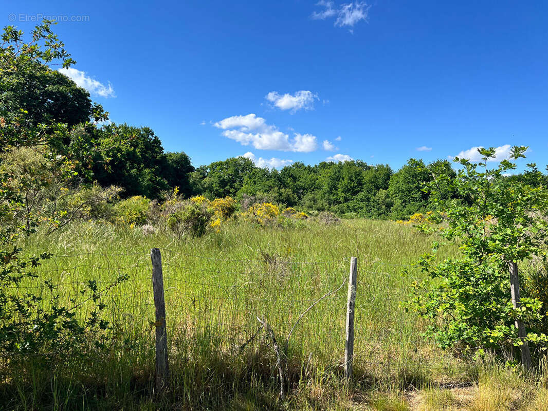 Terrain à VANNES-SUR-COSSON