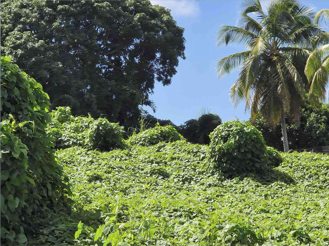 Terrain à CAPESTERRE-BELLE-EAU