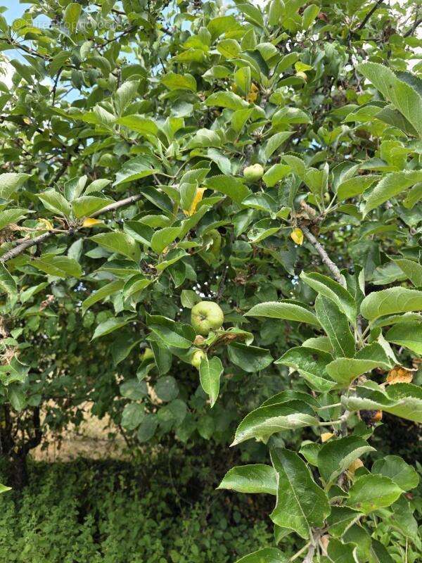Terrain à ARGENTON-SUR-CREUSE