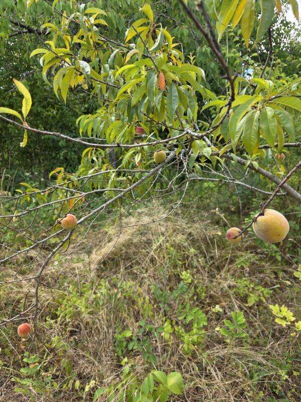 Terrain à ARGENTON-SUR-CREUSE
