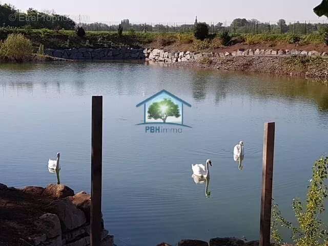 BURNHAUPT-LE-HAUT (68) - Etang sur 12887m² - photo 5