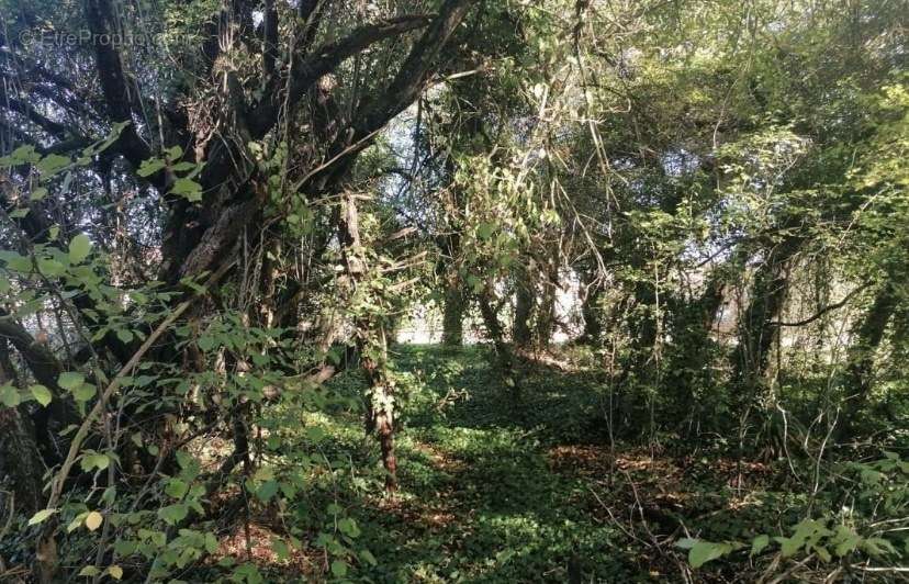 Terrain à BAR-SUR-AUBE