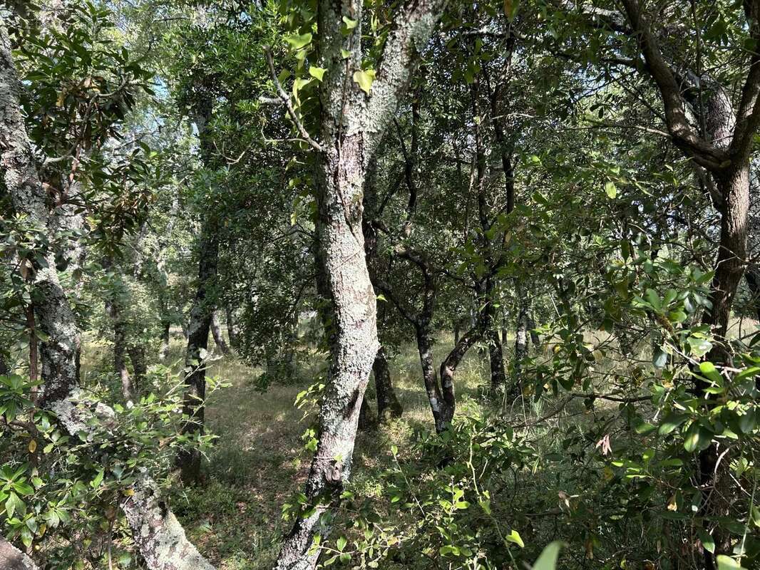 Terrain à SAINT-SIFFRET