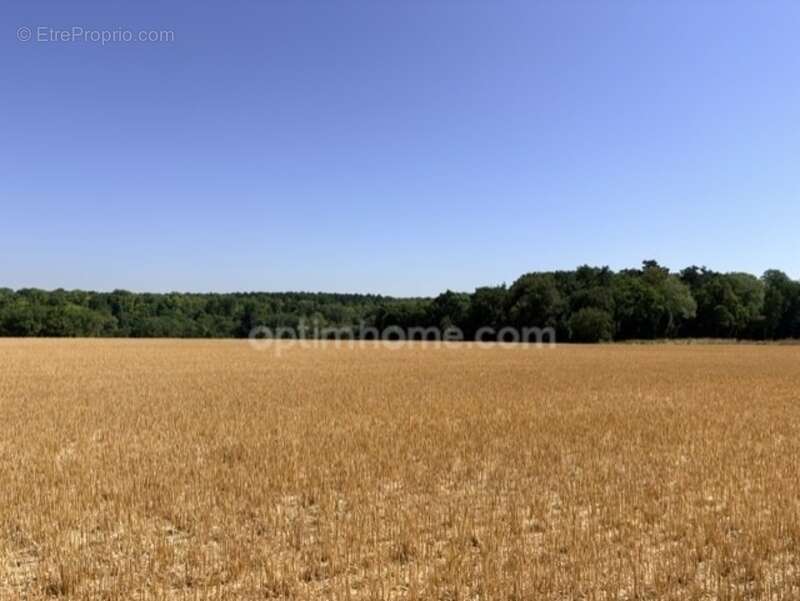 MERIEL 95 - 980m² de terrain plat devant réserve naturelle avec permis - photo 3