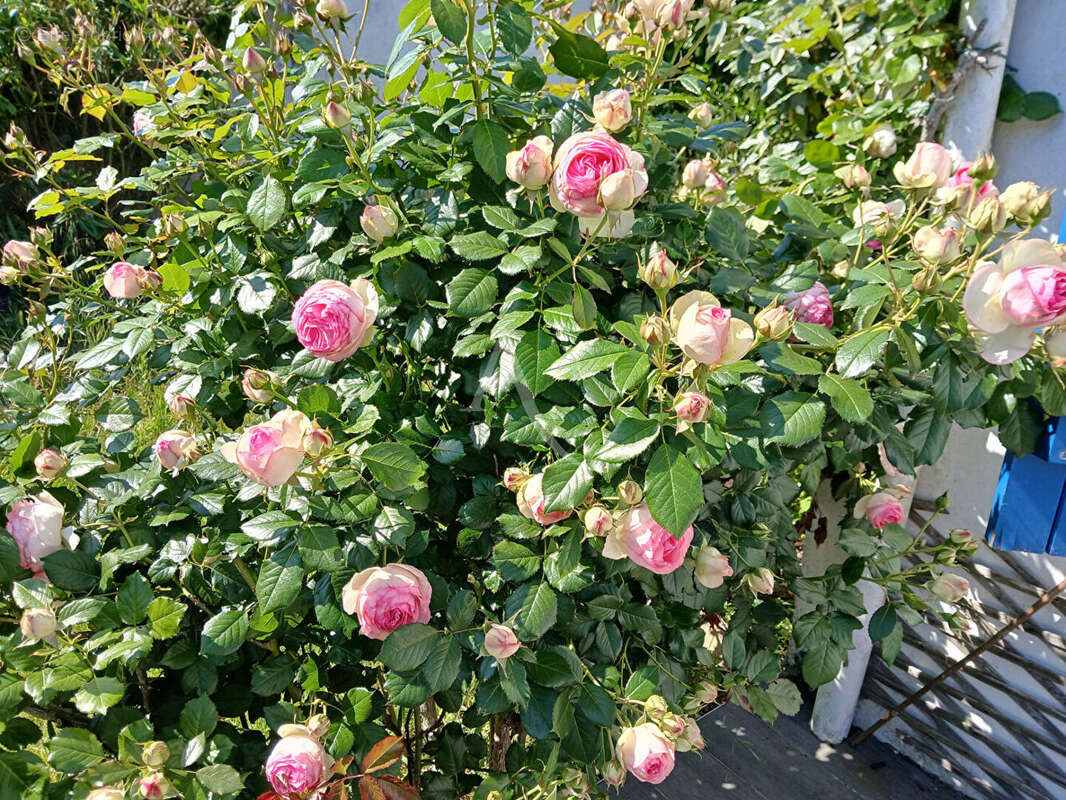Maison à NOIRMOUTIER-EN-L'ILE
