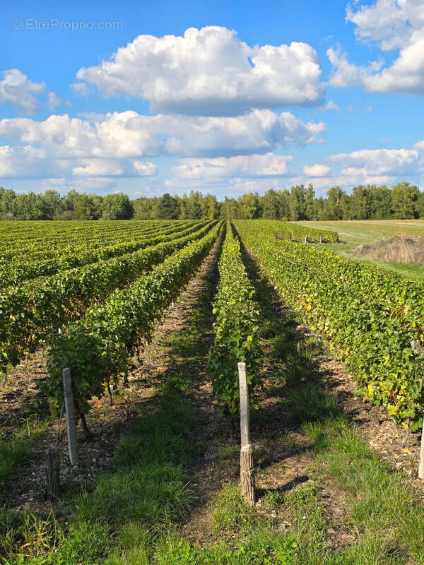 Terrain à FONTGUENAND