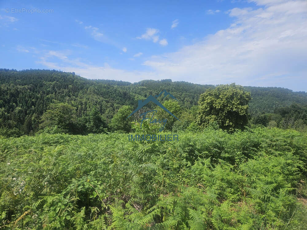 Terrain de 6500m2 dont 2300m2 constructible - photo 2