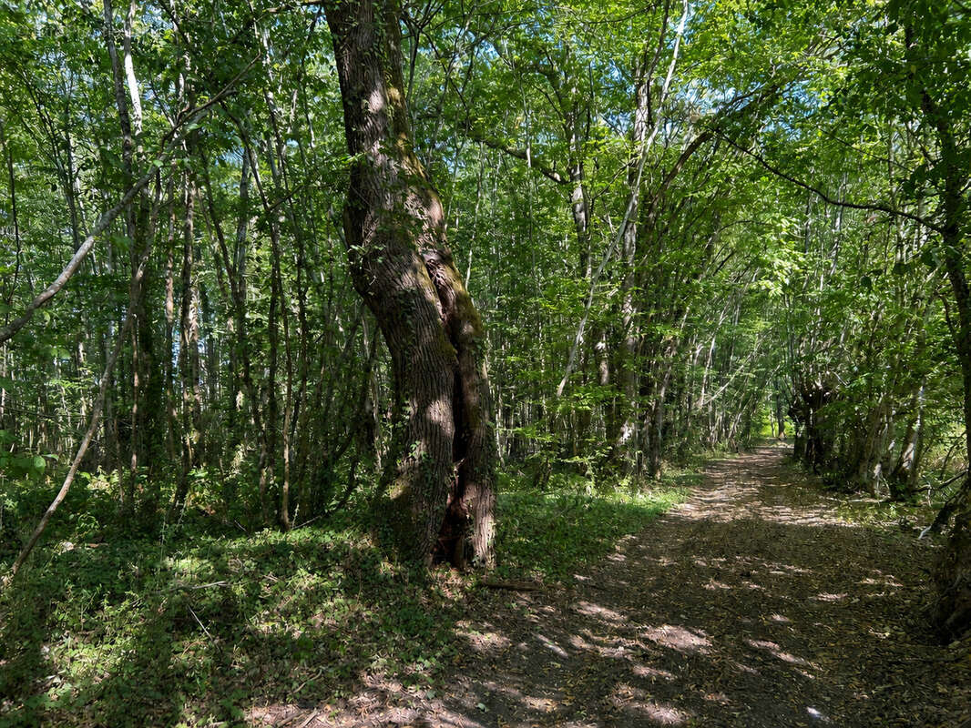 Propriété 3,7 ha : maison ancienne rénovée, mare, friche, bois, prairie - photo 22