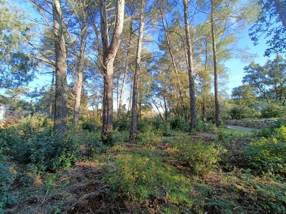 Terrain à TRANS-EN-PROVENCE