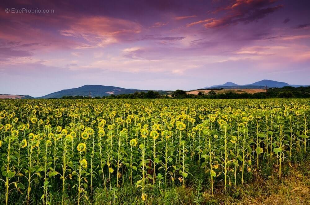 Terrain à LA SELLE-SUR-LE-BIED