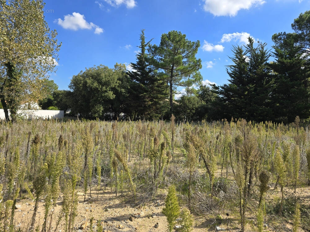 Terrain à SAINT-JEAN-DE-MONTS