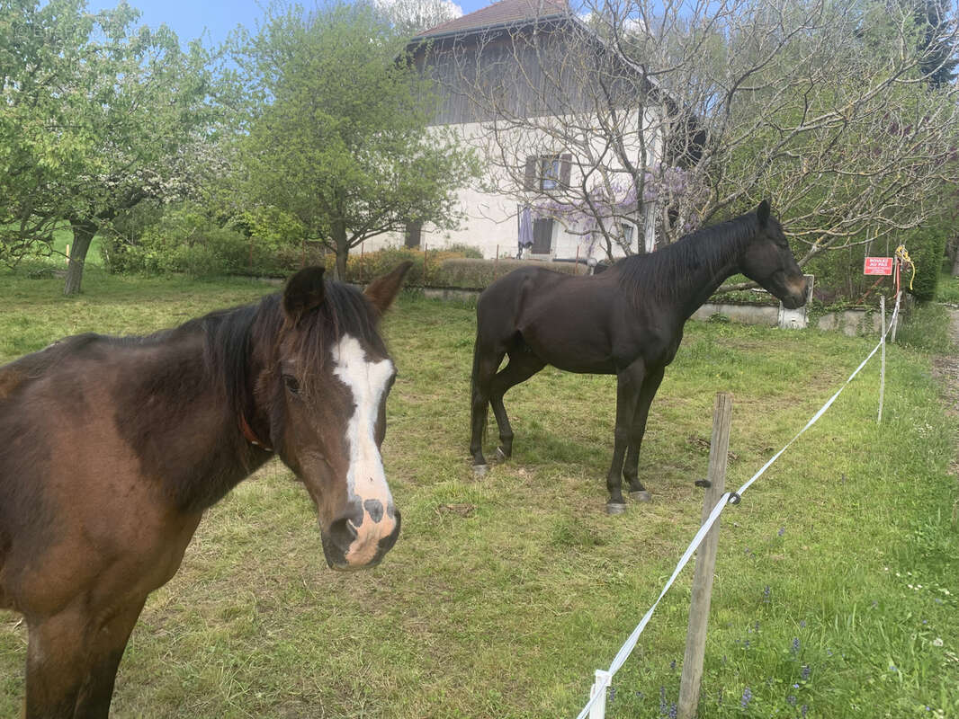 Maison à MENTHONNEX-EN-BORNES