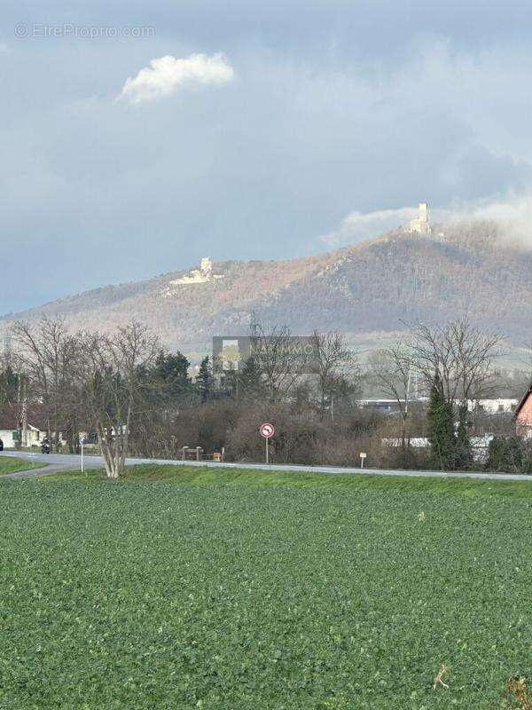 Nouveau à Sélestat - photo 2