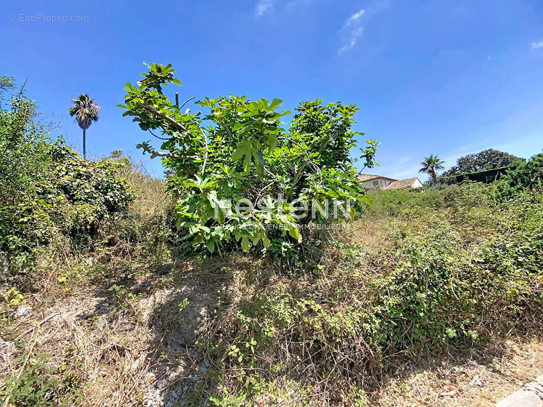 Terrain  avec pc 1669m2 - vallauris-les impiniers -constructible-piscinable - photo 2