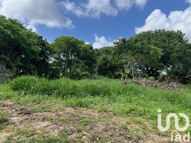 Photo 1 - Terrain à PETIT-CANAL