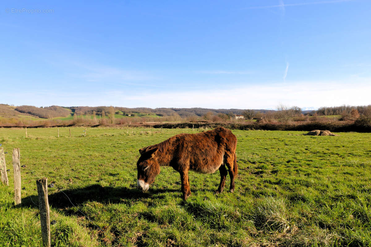 Propriété de 2.5ha avec Maison rénovée, dépendances, Vue Pyrénées - photo 39