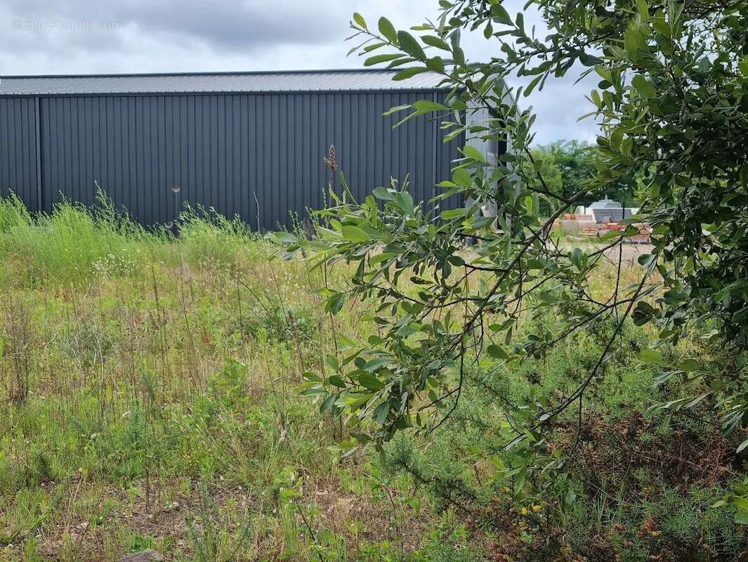 Terrain à SANGUINET