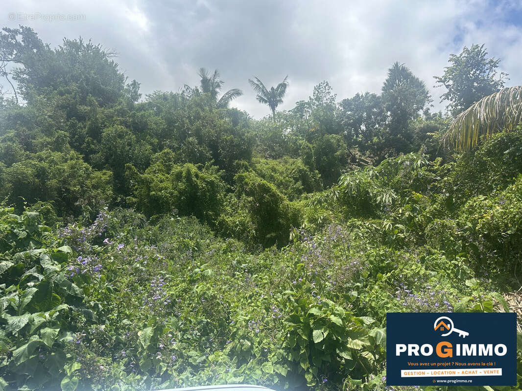 Terrain à SAINTE-ROSE