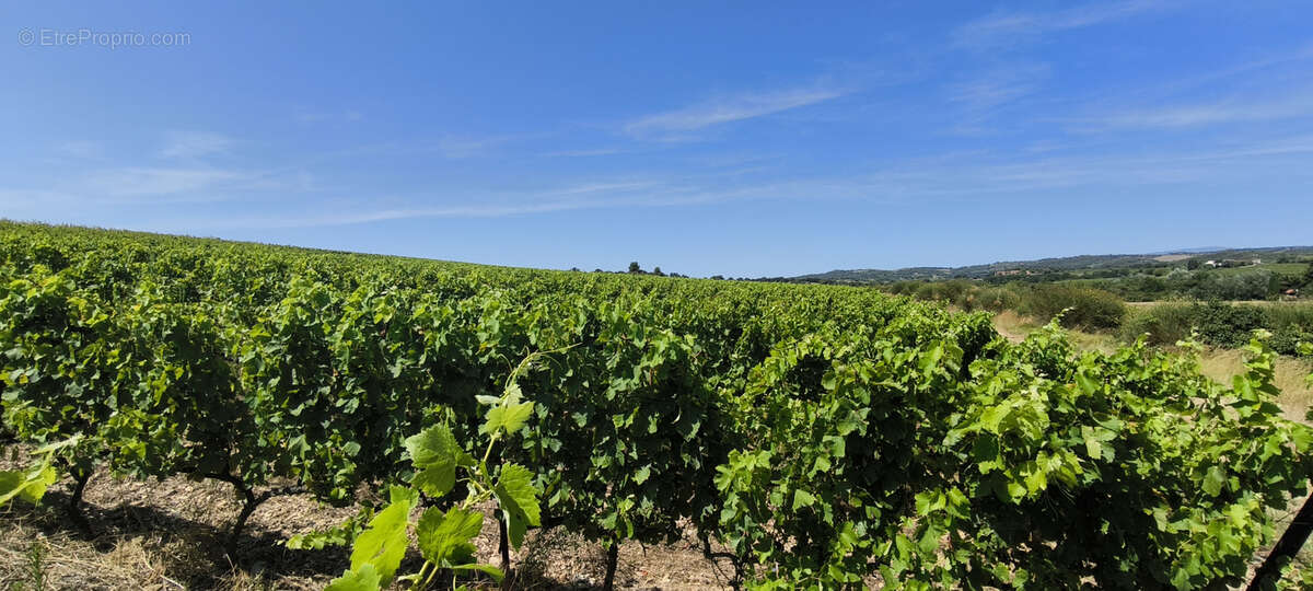 Maison et domaine viticole sur 57 hectares - vignes en aop - photo 20