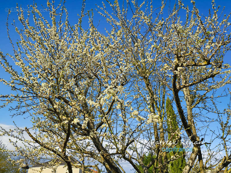 Maison à FONTENAY-LE-FLEURY
