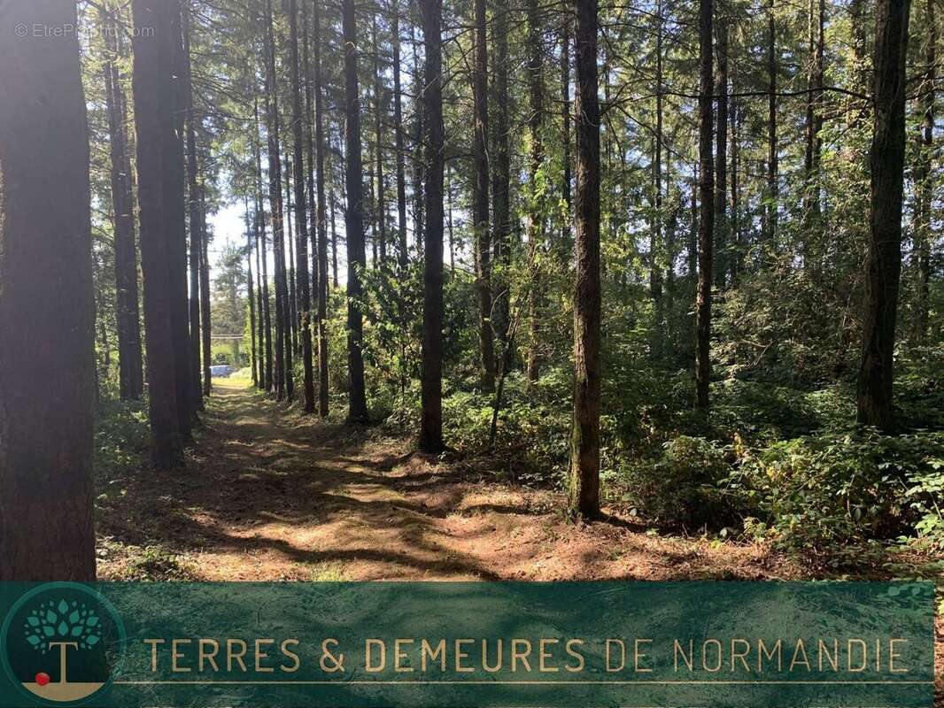 Dans le CALVADOS, secteur de VIRE (14500) A vendre bois de 3ha 69 a d'un seul tenant - photo 19